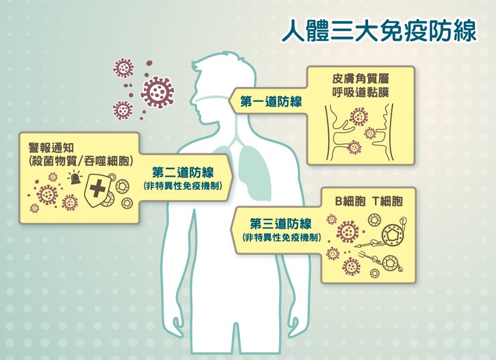 免疫三道防線