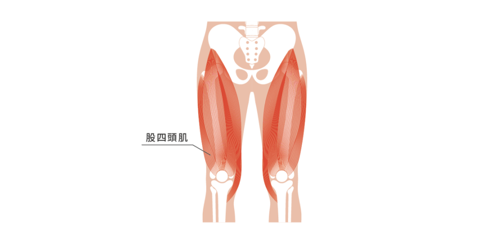 股四頭肌